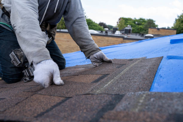 Best Roof Moss and Algae Removal  in Exandria, AL